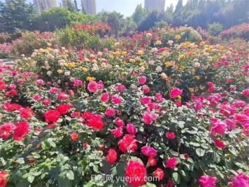 郑州月季公园40万株月季竞相绽放，感受花漾生活