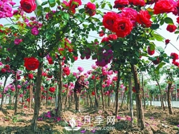 新品“月季树”为北京市花添色彩，居然引种自南阳内乡