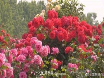 肥西县三河镇百亩树状月季园：花开正艳，产业增收